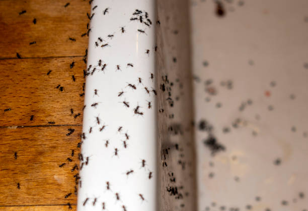 Best Commercial Pest Control Services  in Eldridge, IA