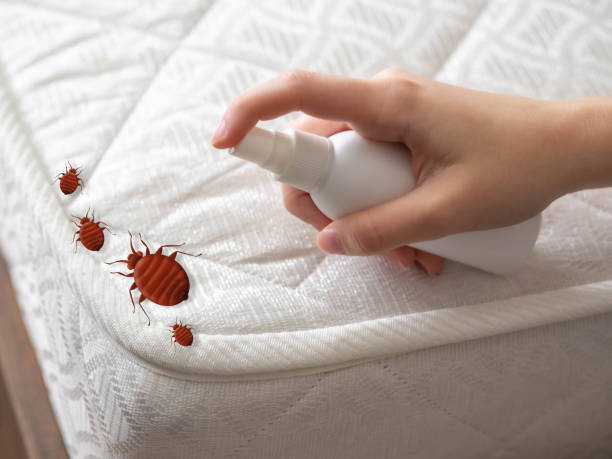 Best Termite Control Services  in Eldridge, IA