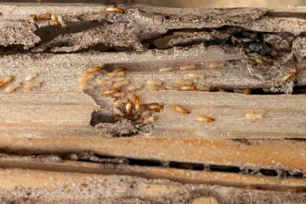 Best Flea Control Services  in Eldridge, IA