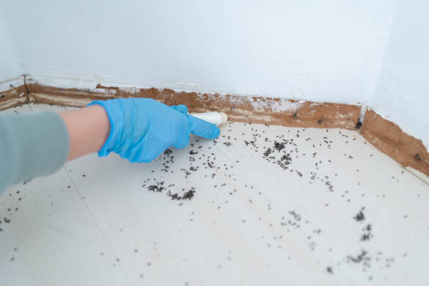 Best Pest Prevention Services  in Eldridge, IA