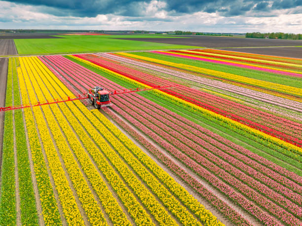 Reliable Eldridge, IA Pest Control Solutions